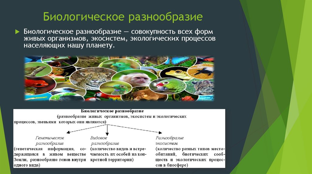 Многообразие биологических видов. Биологическое разнообразие примеры. Способы сохранения биологического разнообразия. Сохранение биоразнообразия. Основные типы биоразнообразия.