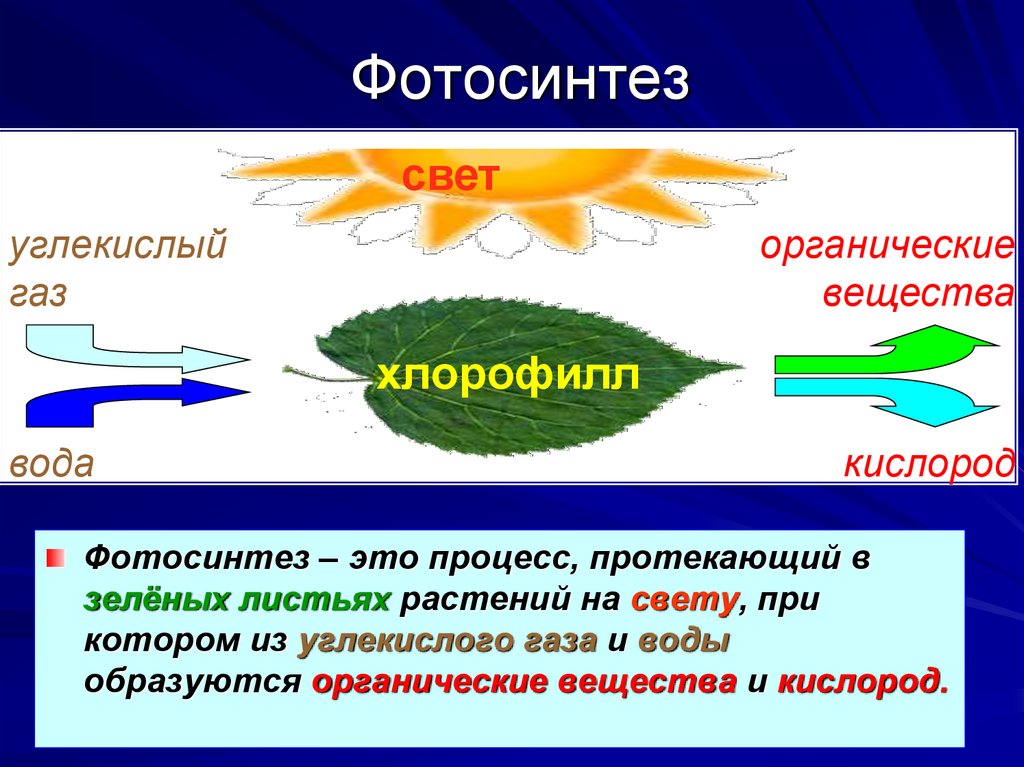 За счет фотосинтеза