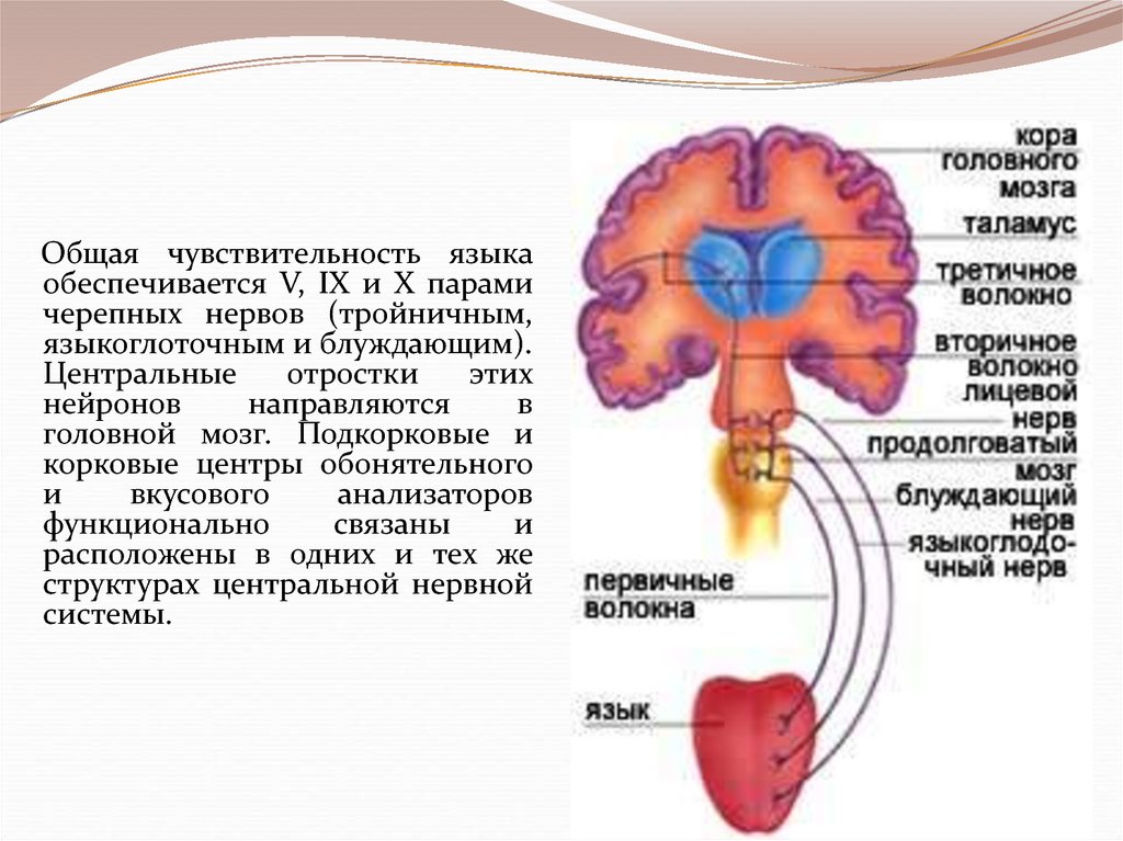 Анализатор общей чувствительности анатомия. Общая чувствительность языка. Вкусовой анализатор строение. Корковый отдел вкусового анализатора.