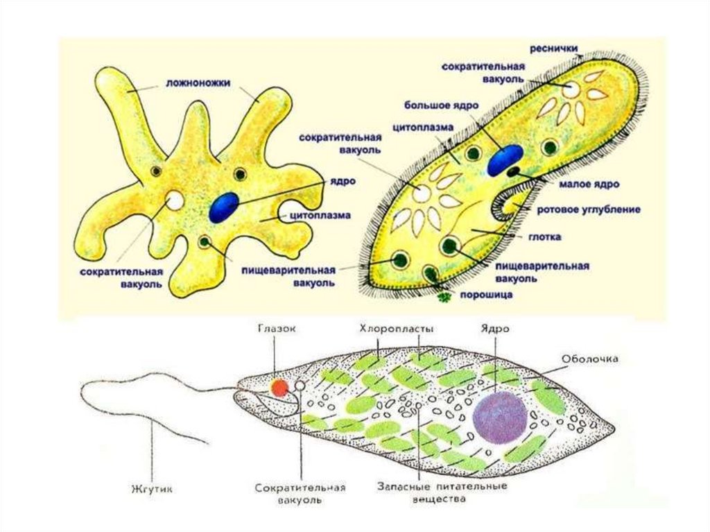 Сократительная вакуоль рисунок. Пищеварительная вакуоль у простейших. Протисты строение клетки. Строение клетки простейших. Строение сократительной вакуоли простейших.