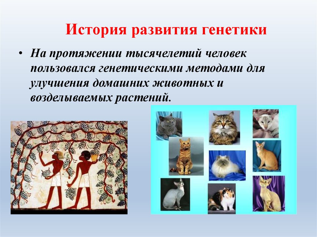 История развития генетики 10 класс презентация