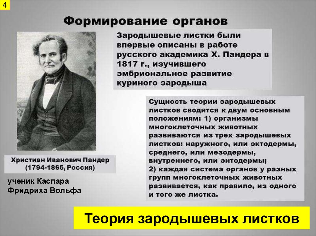 Впервые обоснованы. Авторы теории зародышевых листков. Филогенетическая теория зародышевых листков. Учение о трех зародышевых листков. Теория зародышевых листков Ковалевский.