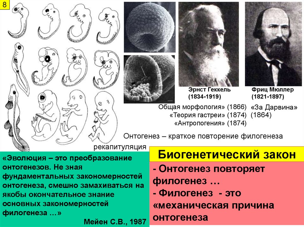 Сходство филогенеза и онтогенеза