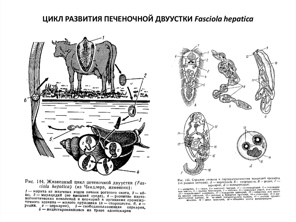 Рассмотрите рисунок на котором представлен цикл развития кошачьей двуустки