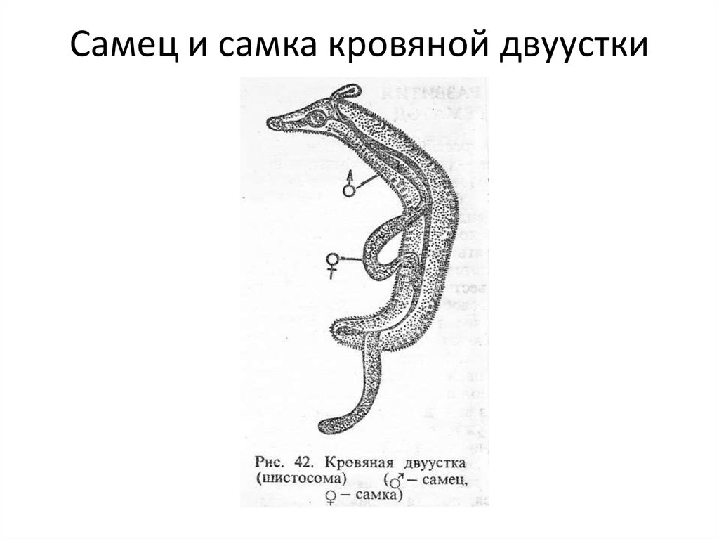 Кровяной сосальщик строение рисунок