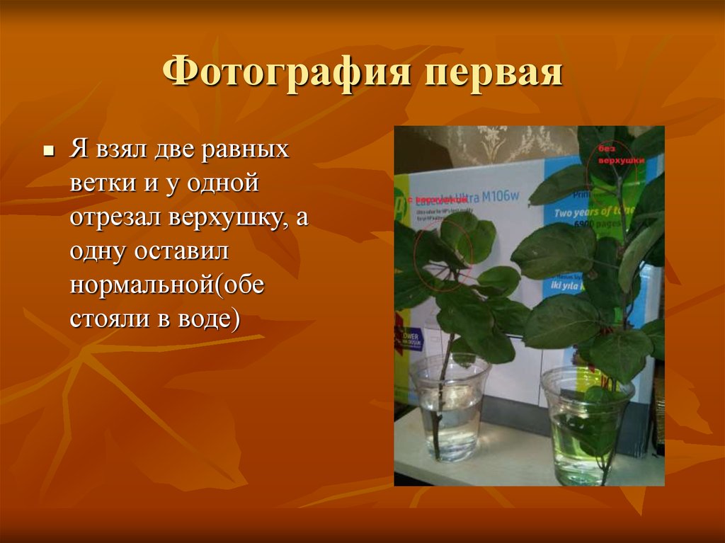 Фотография первая