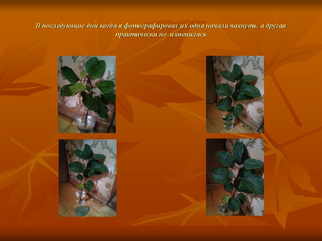 В последующие дни когда я фотографировал их одна начала чахнуть, а другая практически не изменилась