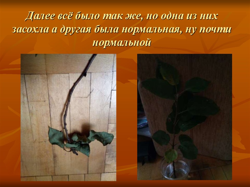 Далее всё было так же, но одна из них засохла а другая была нормальная, ну почти нормальной