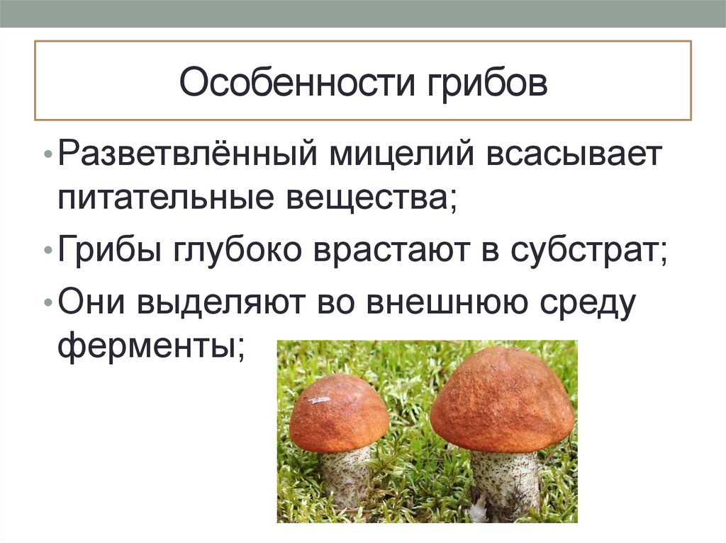 Для грибов характерен рост. Особенности грибов. Характеристика грибов. Грибы главные особенности. Питательные вещества в грибах.