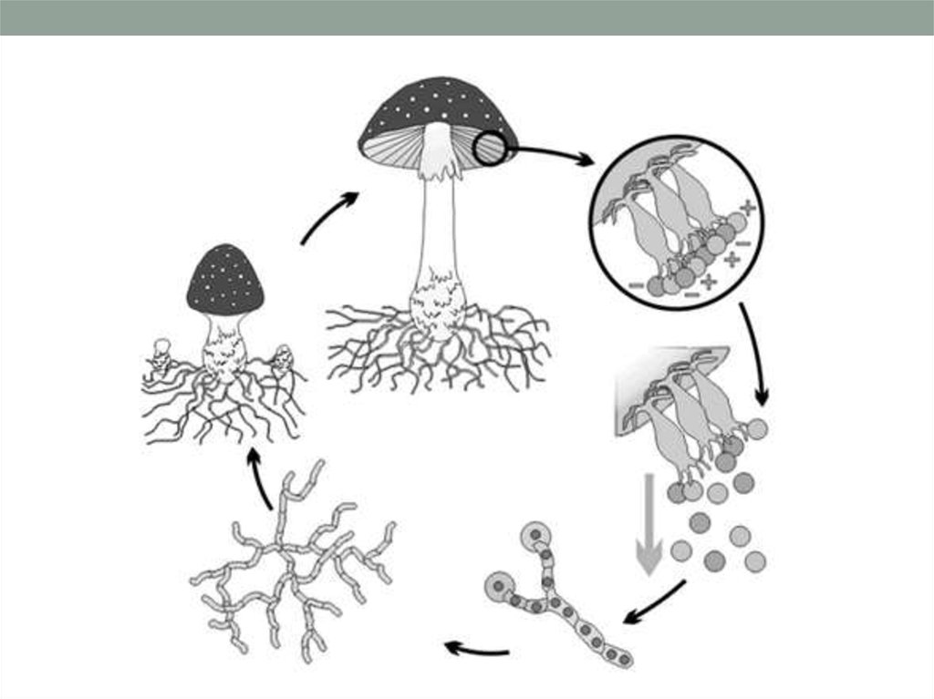 Что значит споры грибов. Размножение спорами схема. Бесполое размножение гриба. Споровое размножение грибов. Цикл размножения шляпочных грибов.