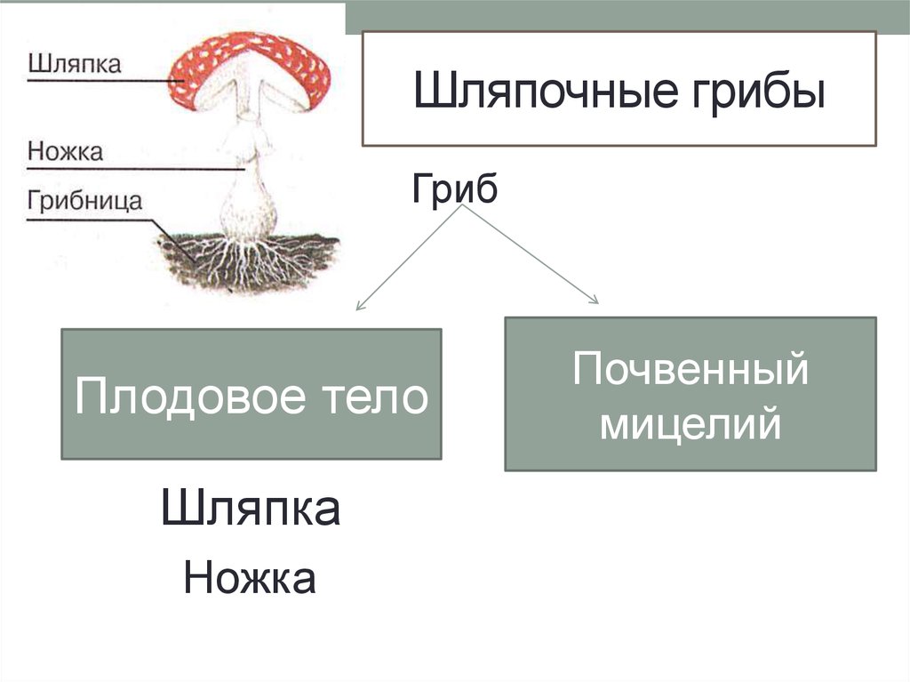 Тело гриба это. Мицелий шляпочного гриба. Мицелий плодовое тело гриба. Строение шляпочных грибов. Плодовое тело шляпочного гриба.