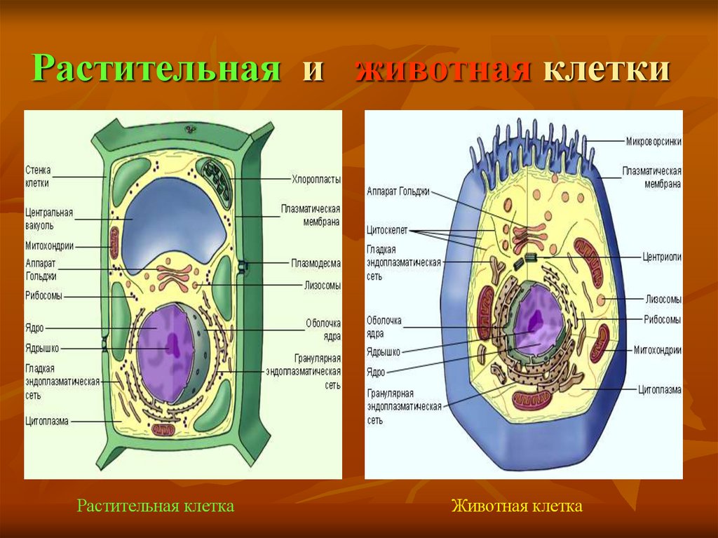 Рассмотрите строение растительной клетки какая структура