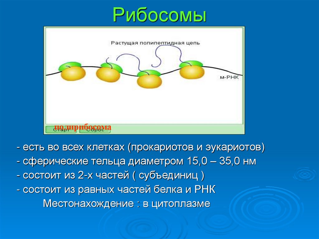 Рибосомы функции рисунок