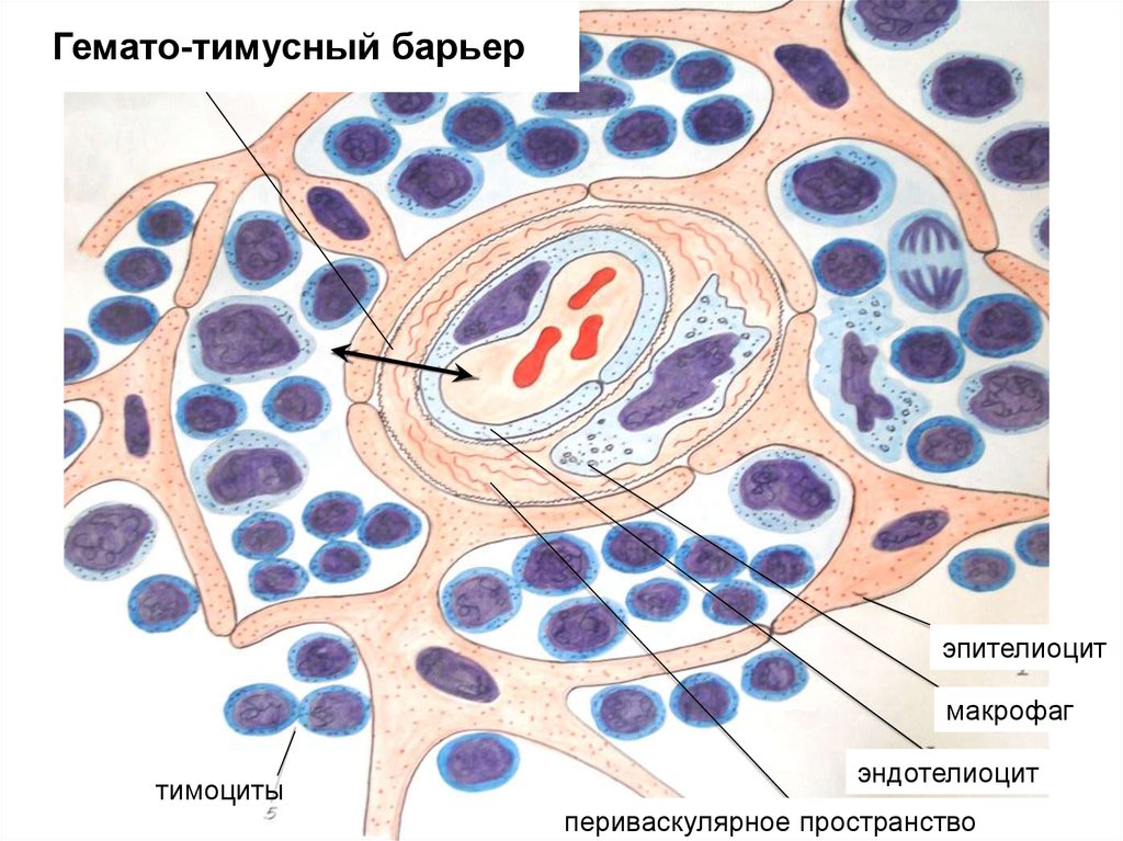 Гематотестикулярный барьер схема