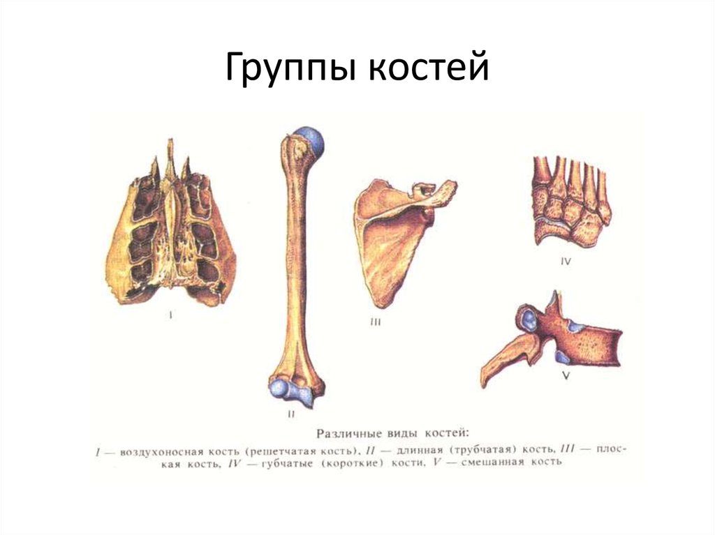 Трубчатые и губчатые кости. Кости трубчатые губчатые плоские смешанные. Классификация костей анатомия человека анатомия. Классификация костей трубчатые губчатые. Типы костей человека.