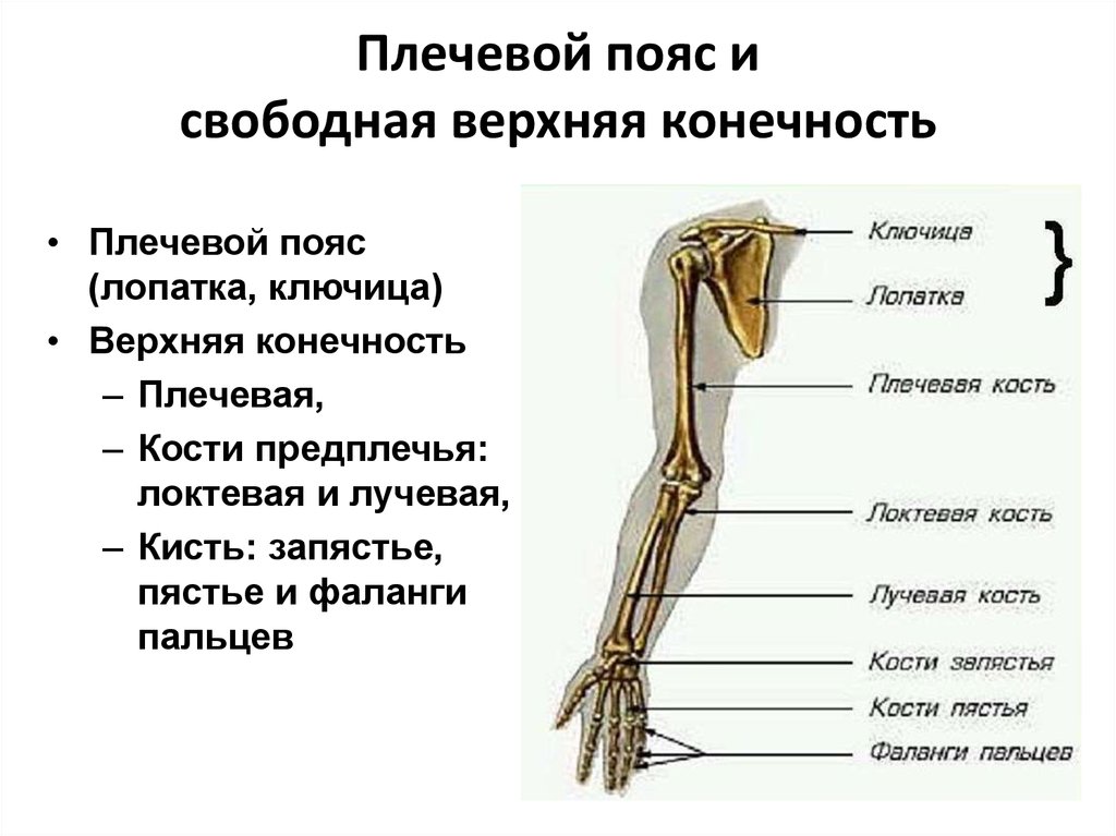 Выбери кости пояса верхней конечности. Части плечевого пояса и свободной верхней конечности. Строение пояса верхних конечностей. Кости плечевого пояса строение. Верхний плечевой пояс анатомия кости.
