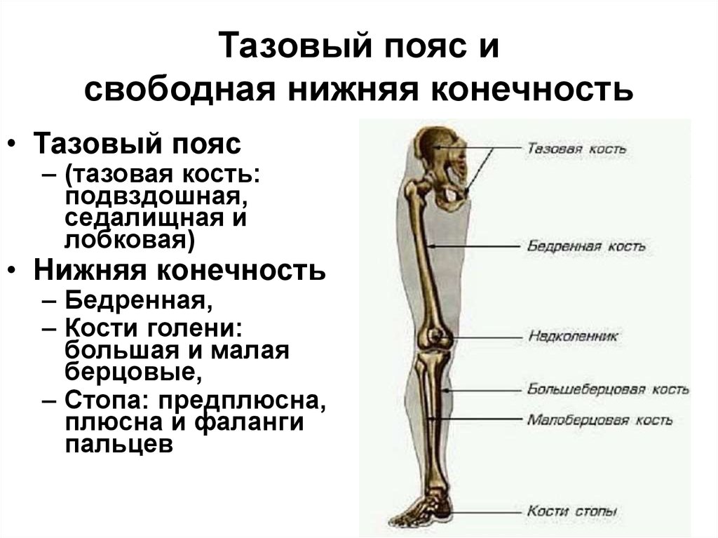 Кости тазового пояса и нижней конечности. Строение пояса нижних конечностей. Отделы скелета нижней конечности. Скелет пояса нижних конечностей.