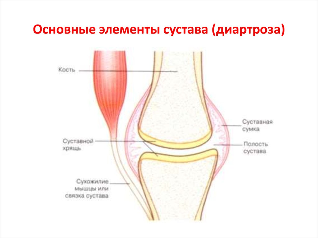 Суставная сумка рисунок