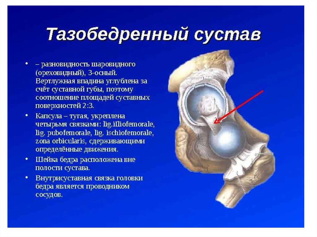 Вертлужная впадина бедра