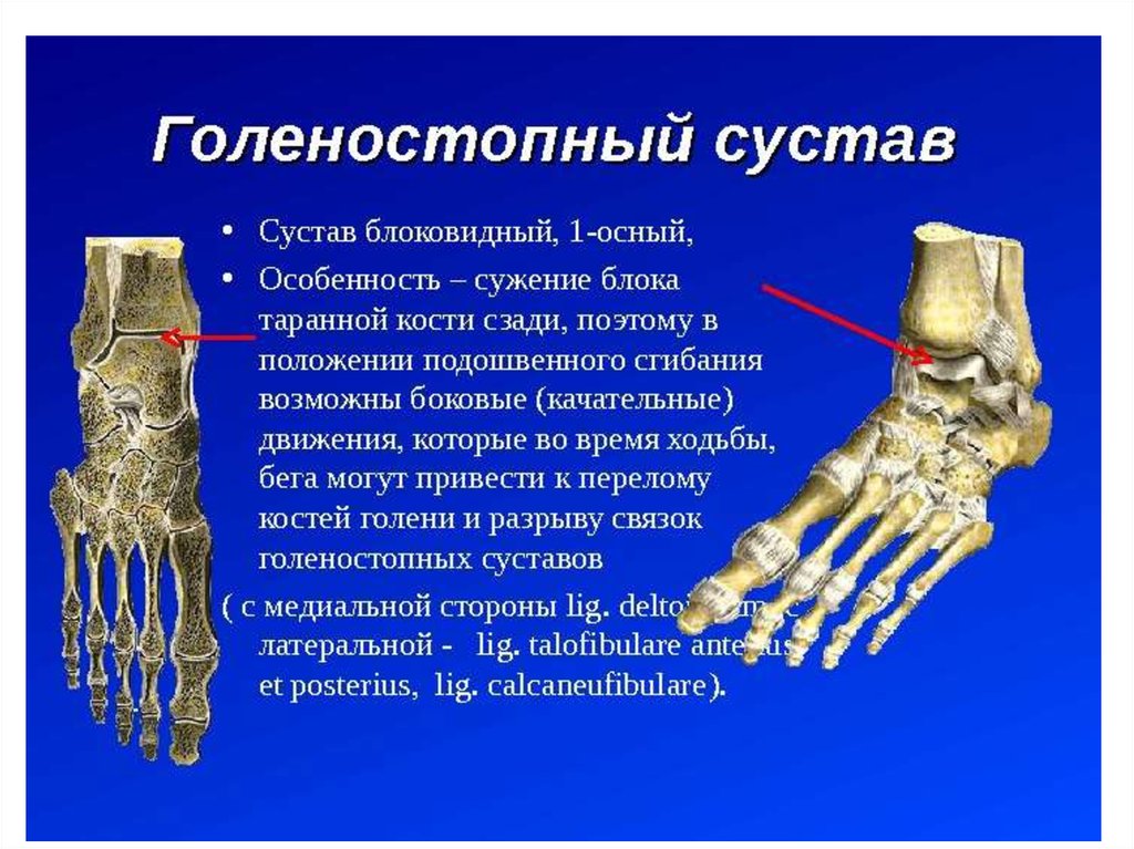 Суставы верхней и нижней конечностей. Голеностопный сустав блоковидный. Блоковидный таранно-голеностопный сустав. Голеностопный сустав классификация сустава. Кости голеностопного сустава анатомия.