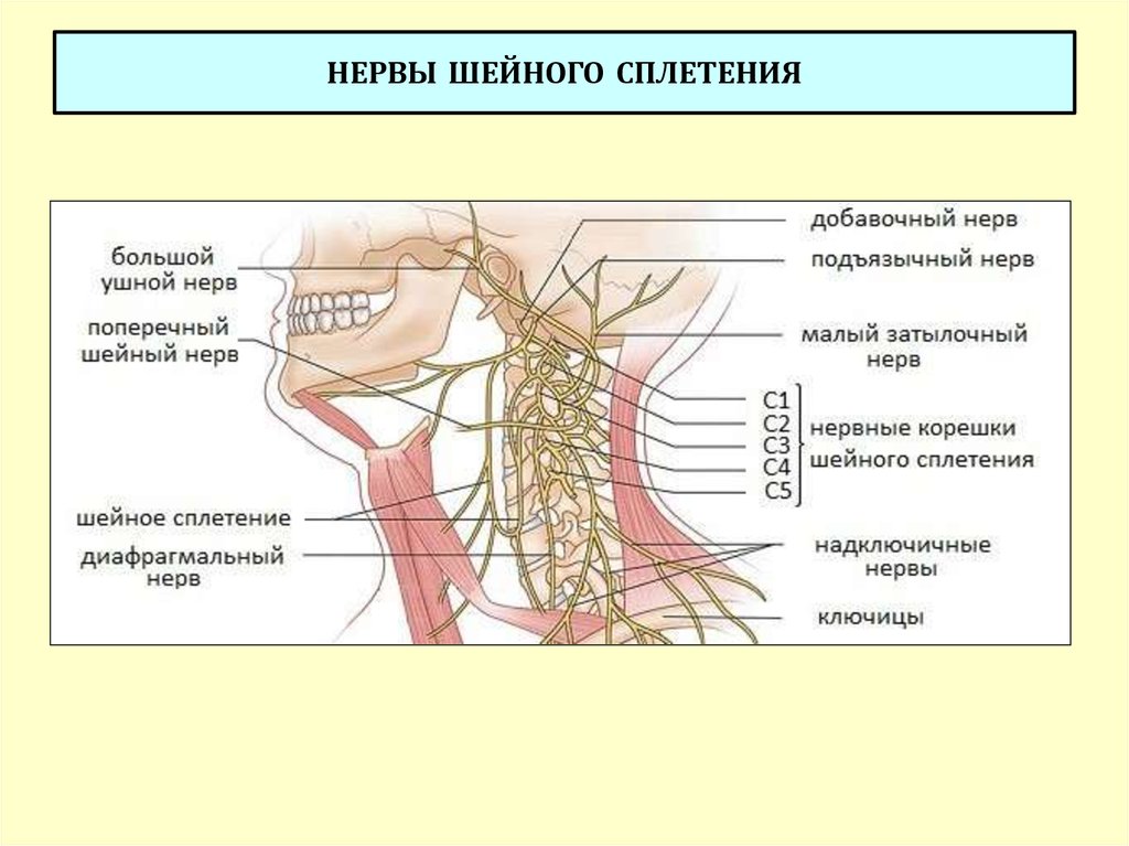 Неприятный нерв. Шейное сплетение схема иннервация. Шейное сплетение спинномозговых нервов схема. Шейное сплетение спинномозговых нервов анатомия. Иннервация шейной петли.