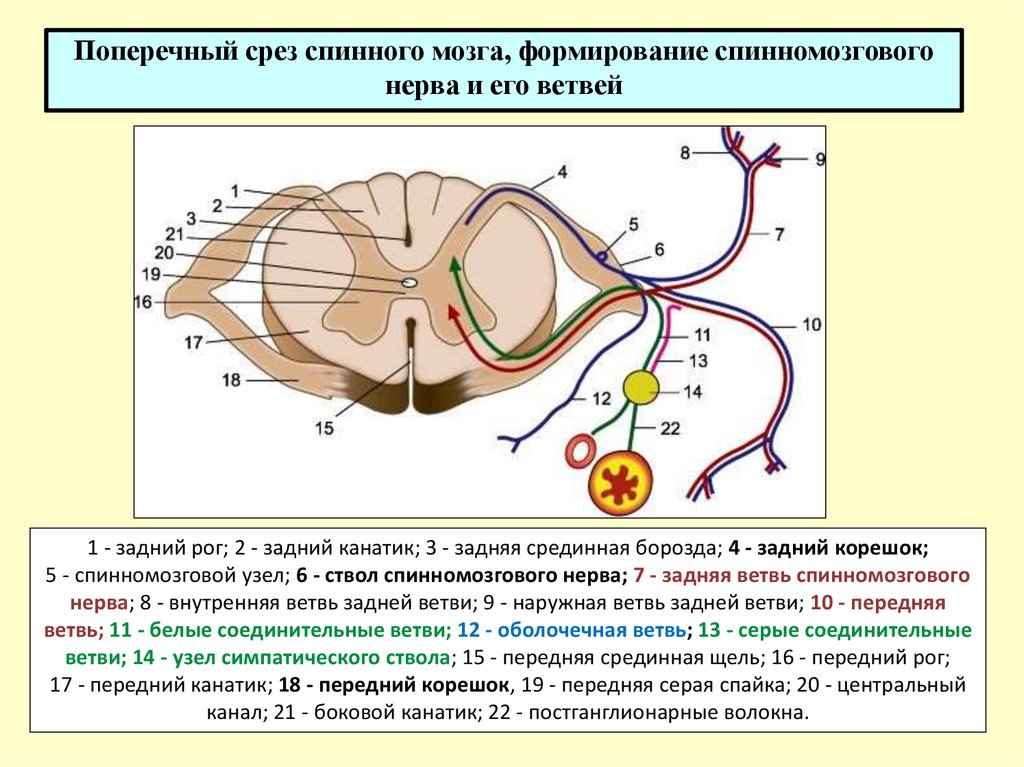 Центральный нервный канал. Срез спинномозгового нерва. Спинномозговой нерв канатик и его ветви. Схема среза спинного мозга. Задний канатик спинной мозг анатомия.