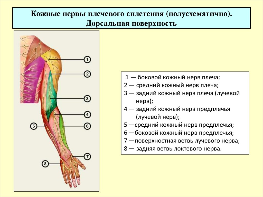 Кожный нерв