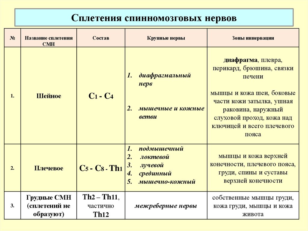 Сплетения спинномозговых нервов. Спинномозговые сплетения таблица. Иннервация спинномозговых нервов таблица. Спинномозговые нервы сплетения таблица. Таблица сплетения спинномозговых нервов зона иннервации.