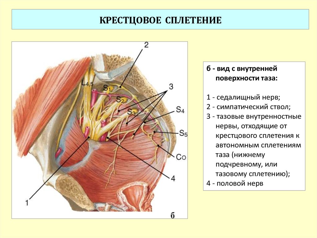 А также внутренней поверхности. Крестцовое сплетение топография. Срамной нерв и тазовый нерв. Короткие ветви крестцового сплетения анатомия. Половой нерв иннервация анатомия.