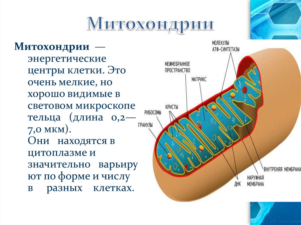 Функция митохондрии является. Строение митохондрии клетки. Митохондрии их строение и функции. Митохондрии структура и функции. Состав и строение митохондрии.