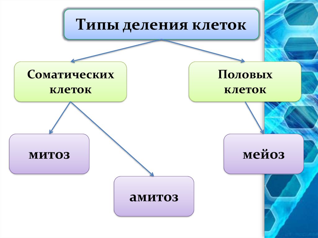 Виды деления клеток. Строение соматической клетки. Типы деления. Типы деления клеток. Виды деления соматических клеток.