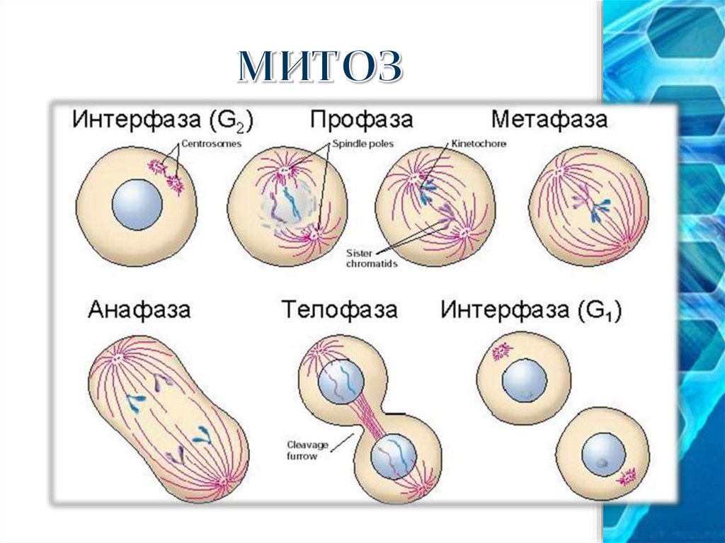 Второй фазой деления клетки. Фазы деления клетки митоз рисунок. Митоз клетки биология 10 класс. Деление клетки митоз 6 класс. Деление клетки митоз 7 класс.