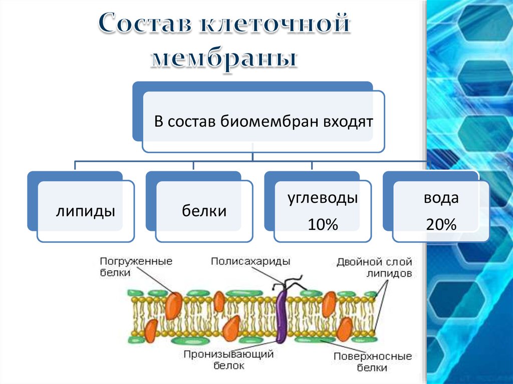 Из чего состоит оболочка клетки