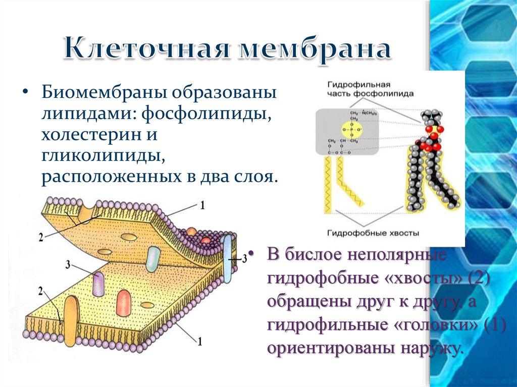 Мембрана образована. Гидрофильнве головки клеточнач мемрана. Мембрана клеточная гидрофильна. Два слоя фосфолипидов в мембране. Клеточная мембрана образована.