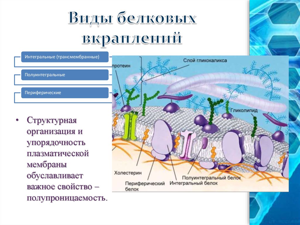 Интегральные периферические белки