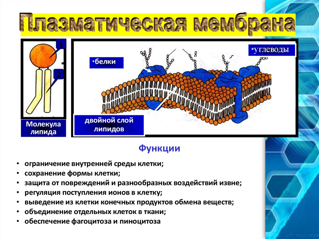 Сохранение клеток