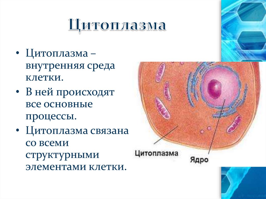 Цитоплазма внутренняя среда организма