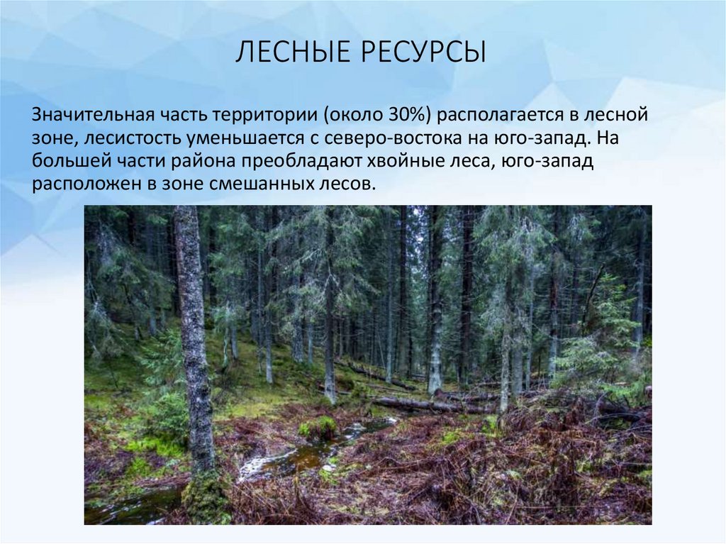 Природные ресурсы лесных зон россии. Лесные ресурсы. Леса Северо Западного экономического района. Лесные богатства. Лесные ресурсы леса.