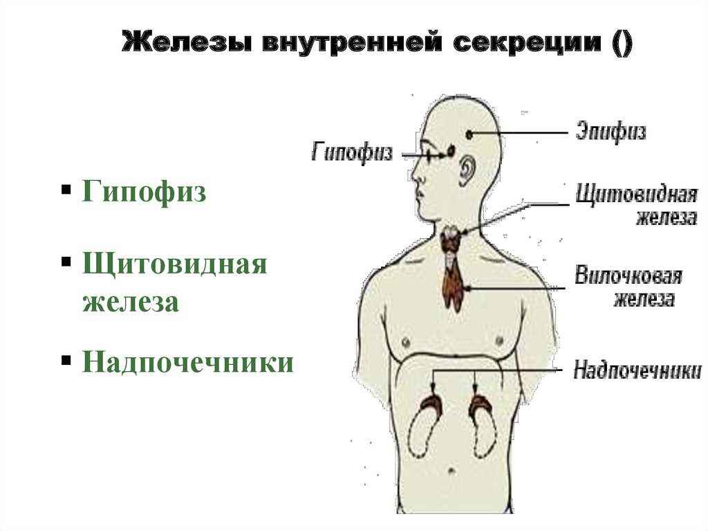 Поражение желез. Строение желез внутренней секреции у человека. Нарушение функции желез внутренней секреции. Функции эндокринная система железы внутренней секреции. Внутренняя секреция человека железы внутренней секреции.