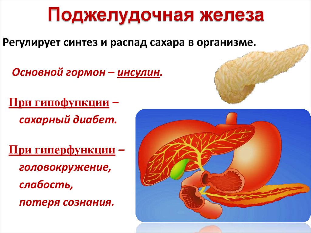 Поджелудка симптомы. Железы поджелудочной железы. Поджелудочная железа симптомы заболевания. Поджелудочная железа изображение. Панкреатит поджелудочной железы.