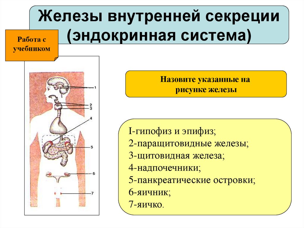 Какая эндокринная железа изображена на рисунке. Функции эндокринная система железы внутренней секреции. Эндокринная система внешней секреции и внутренней. Эндокринная система желез внутренней секреции. Эндокринная система человека железы внешней секреции.