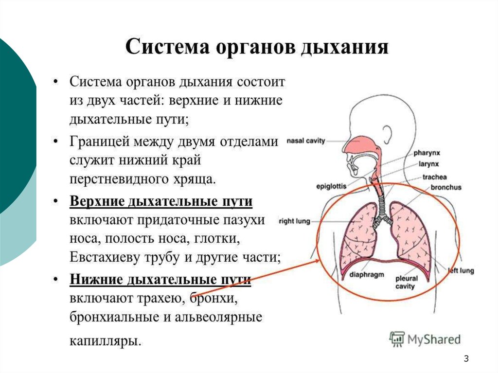 Физикальный осмотр дыхательной системы