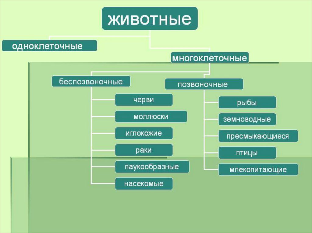 Схема классификации животных 7 класс биология