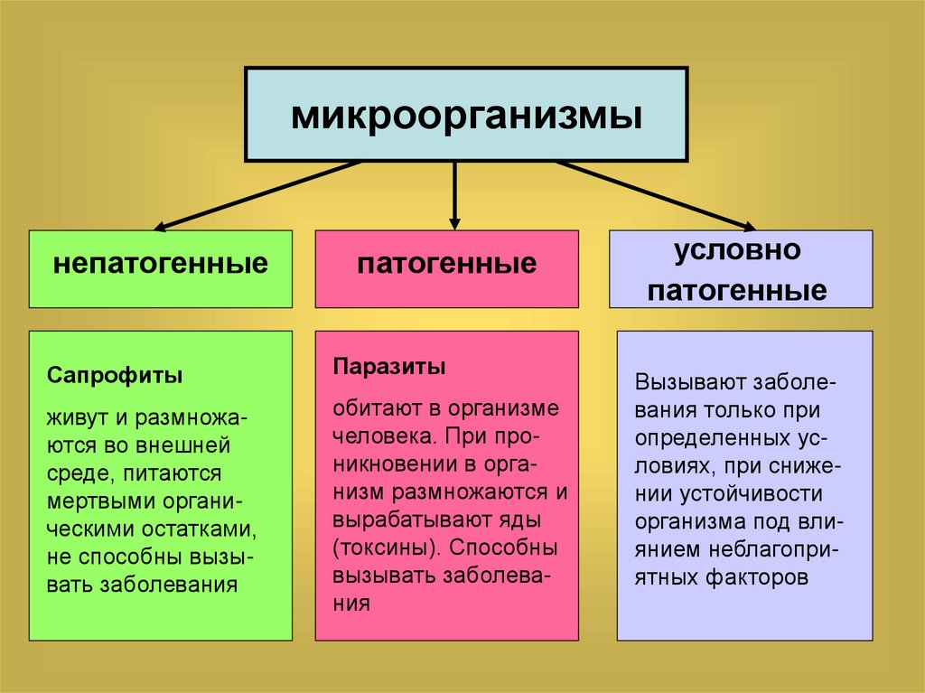 Условные бактерии. Патогенные и условно патогенные. Сапрофиты патогенные и условно патогенные микроорганизмы. Патогенные условнопатогеннве. Потпгенные условноротагенные.