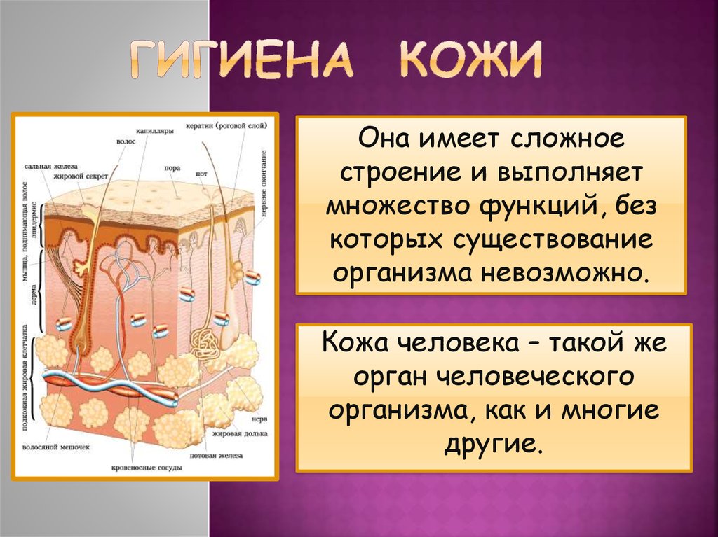 Кожа человека презентация 8 класс презентация