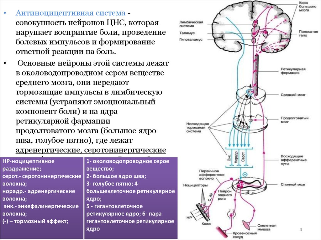 Рисунки по неврологии