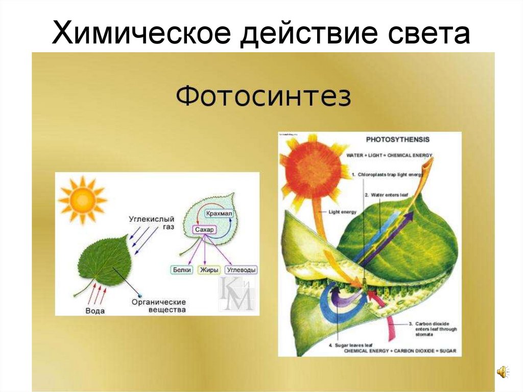 Фотосинтез картинки для презентации