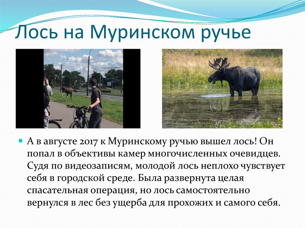 Лось на Муринском ручье