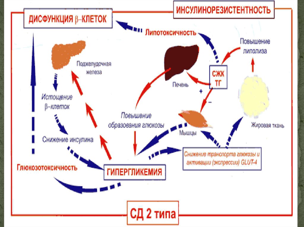 Елена корнилова инсулинорезистентность схема