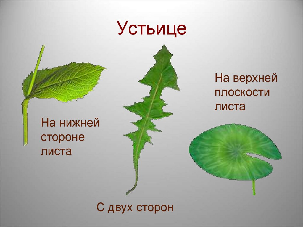 У большинства есть листья. Устьица у растений это. Стороны листьев растений. Расположение устьиц на нижней стороне листа. Устьица на листьях растений.